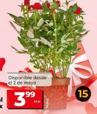 Oferta de Rosal Mini Mix por 3,99€ en Dia