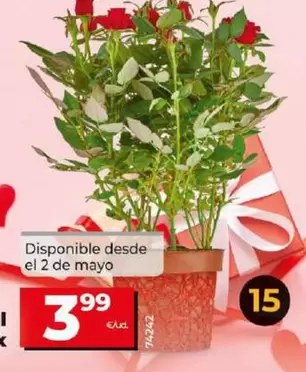 Oferta de Rosal Mini Mix por 3,99€ en Dia