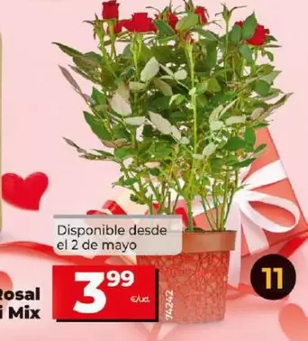 Oferta de Rosal Mini Mix por 3,99€ en Dia