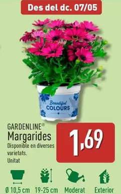Oferta de Gardenline - Margarides por 1,69€ en ALDI