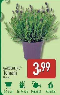 Oferta de Gardenline - Tomaní  por 3,99€ en ALDI
