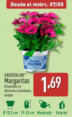 Oferta de Gardenline - Margaritas por 1,69€ en ALDI