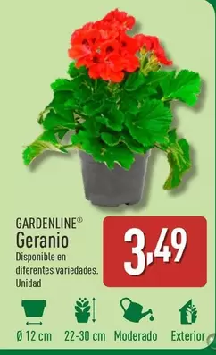 Oferta de Gardenline - Geranio por 3,49€ en ALDI
