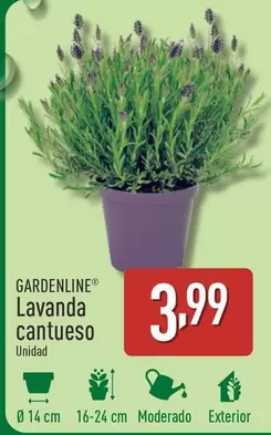 Oferta de Gardenline - Lavanda Cantueso por 3,99€ en ALDI