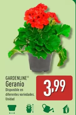 Oferta de Gardenline - Geranio por 3,99€ en ALDI