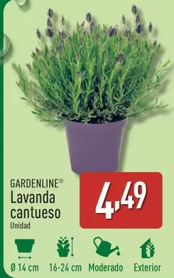 Oferta de Gardenline - Lavanda Cantueso por 4,49€ en ALDI
