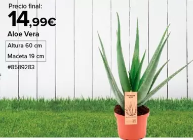 Oferta de Aloe Vera por 14,99€ en Costco