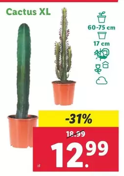 Oferta de Cactus Xl por 12,99€ en Lidl