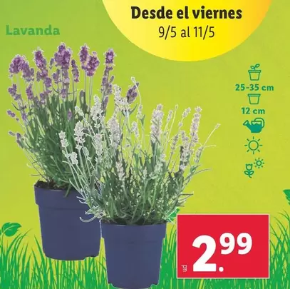 Oferta de Lavanda por 2,99€ en Lidl