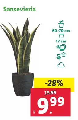 Oferta de Sansevieria por 9,99€ en Lidl