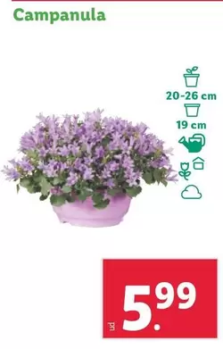 Oferta de Campanula por 5,99€ en Lidl