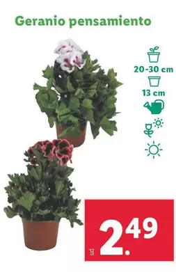 Oferta de Geranio Pensamiento  por 2,49€ en Lidl