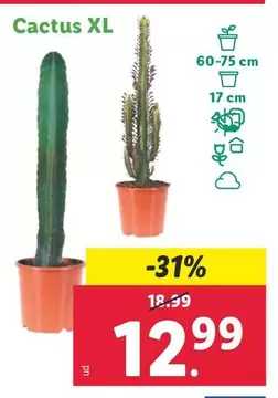 Oferta de Cactus Xl por 12,99€ en Lidl