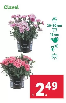 Oferta de Clavel por 2,49€ en Lidl