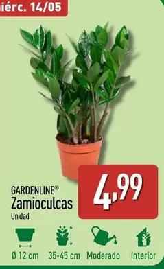 Oferta de Gardenline - Zamioculcas por 4,99€ en ALDI