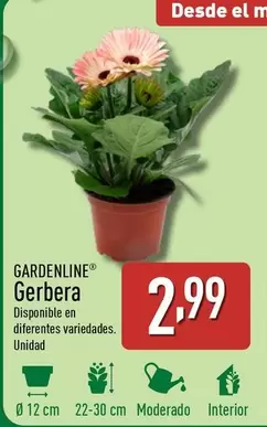 Oferta de Gardenline - Gerbera por 2,99€ en ALDI
