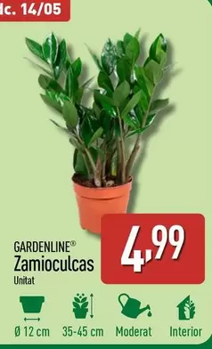 Oferta de Gardenline - Zamioculcas  por 4,99€ en ALDI