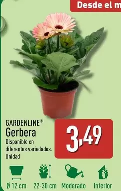 Oferta de Gardenline - Gerbera por 3,49€ en ALDI