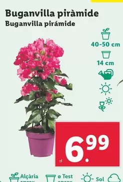 Oferta de Buganvilla Pirámide por 6,99€ en Lidl