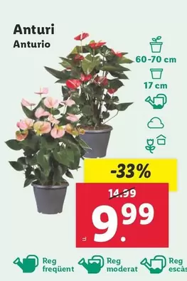 Oferta de Anturio por 9,99€ en Lidl