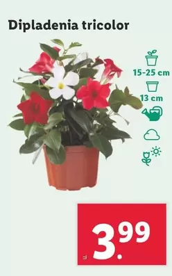 Oferta de Dipladenia Tricolor por 3,99€ en Lidl