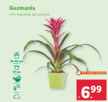 Oferta de Guzmania por 6,99€ en Lidl