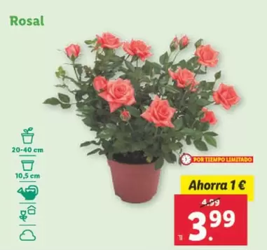 Oferta de Rosal por 3,99€ en Lidl