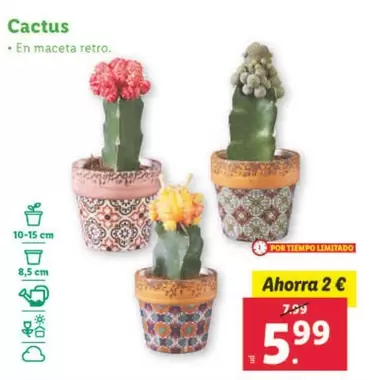 Oferta de Cactus por 5,99€ en Lidl
