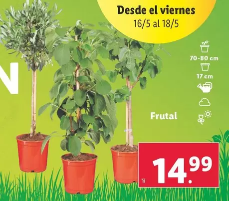 Oferta de Frutal por 14,99€ en Lidl