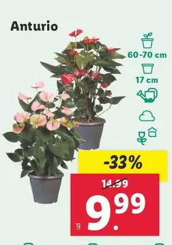 Oferta de Anturio por 9,99€ en Lidl