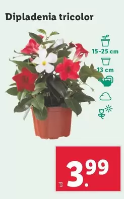 Oferta de Dipladenia Tricolor por 3,99€ en Lidl