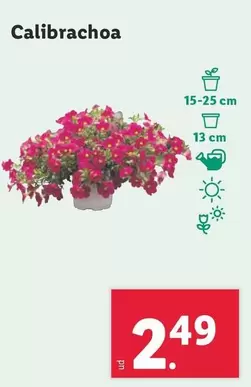 Oferta de Calibrachoa por 2,49€ en Lidl