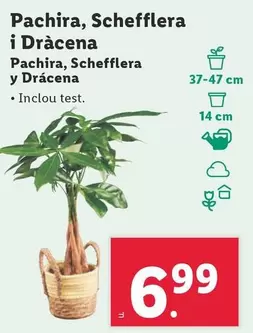 Oferta de Pachira, Schefflera Y Drácena por 6,99€ en Lidl