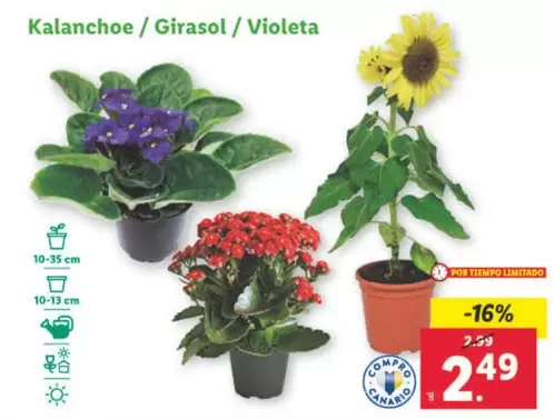 Oferta de Kalanchoe /Girasol / Violeta por 2,49€ en Lidl