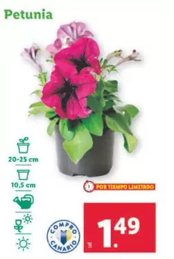 Oferta de Petunía por 1,49€ en Lidl