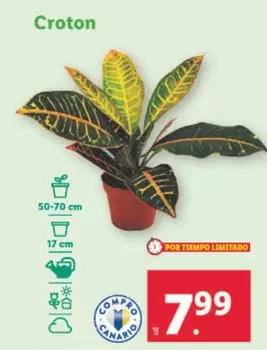 Oferta de Croton por 7,99€ en Lidl