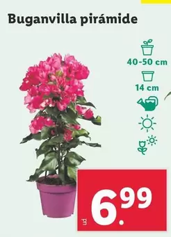 Oferta de Buganvilla Piramide por 6,99€ en Lidl