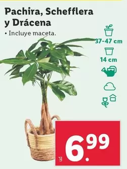 Oferta de Pachira, Schefflera Y Drácena por 6,99€ en Lidl