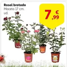 Oferta de Rosal Brotado por 7,99€ en Alcampo