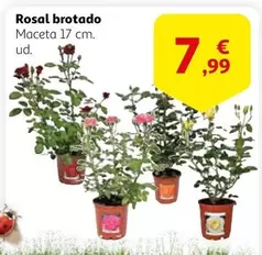 Oferta de Rosal Brotado por 7,99€ en Alcampo