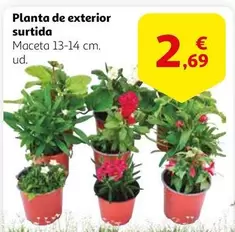 Oferta de Planta De Exterior Surtida por 2,69€ en Alcampo