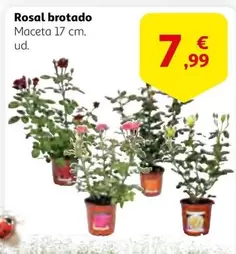 Oferta de Rosal Brotado por 7,99€ en Alcampo