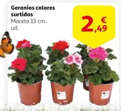 Oferta de Geranios Colores Surtidos por 2,49€ en Alcampo