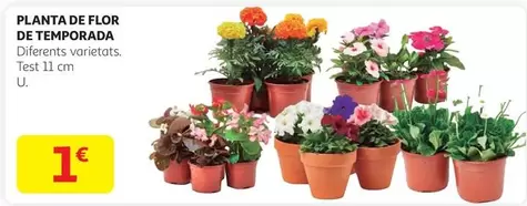 Oferta de Flor - Planta De  De Temporada por 1€ en Alcampo