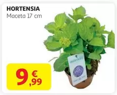 Oferta de Hortensia por 9,99€ en Alcampo