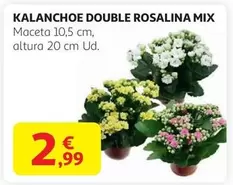 Oferta de Kalanchoe Double Rosalina Mix por 2,99€ en Alcampo
