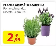 Oferta de Planta Aromatica Surtida por 2,99€ en Alcampo