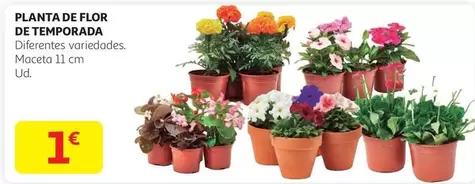 Oferta de Flor - Planta De  De Temporada por 1€ en Alcampo