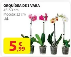 Oferta de Orquidea De 1 Vara por 5,99€ en Alcampo
