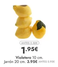 Oferta de Violetero por 1,95€ en Rocasa